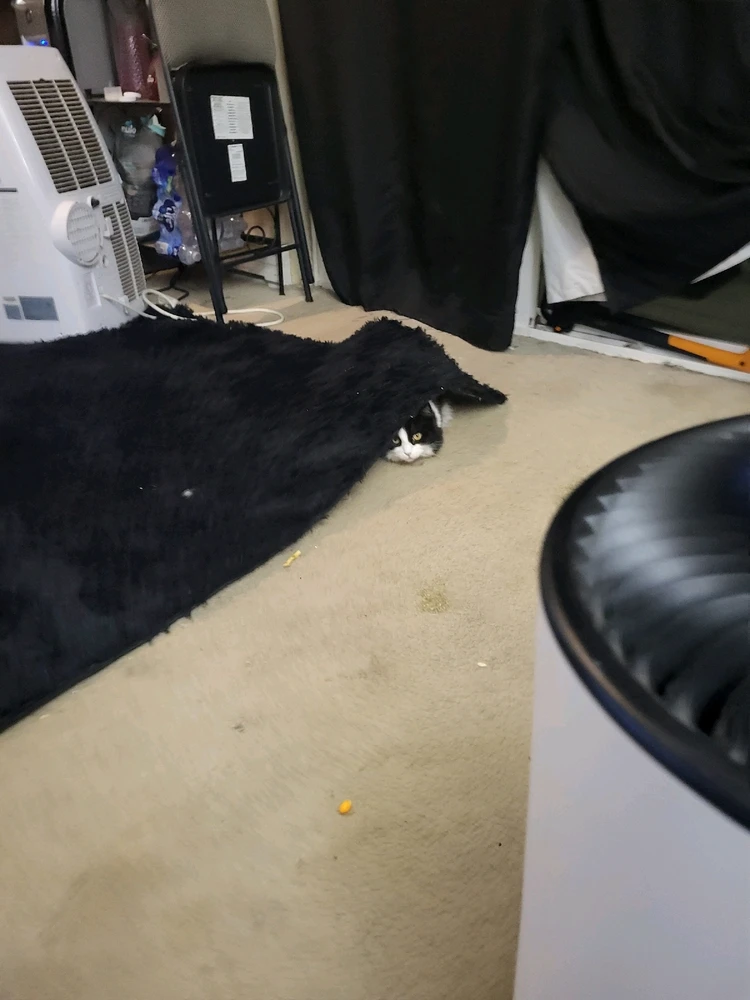 Oh Bianca... Always being cute and
sneaky!
π« πΆβπ«οΈππ»πΉ