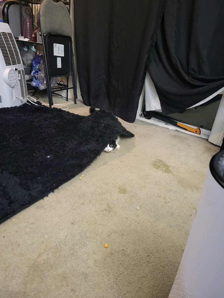 Oh Bianca... Always being cute and
sneaky!
π« πΆβπ«οΈππ»πΉ