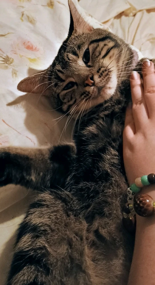 My precious dumbass cat