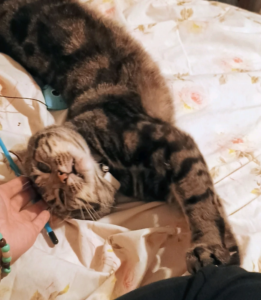 My precious dumbass cat