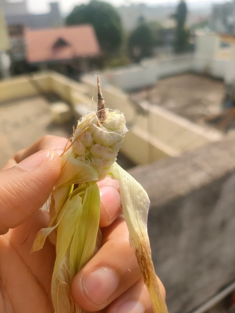 Gi-upload ni Krishna ang hulagway