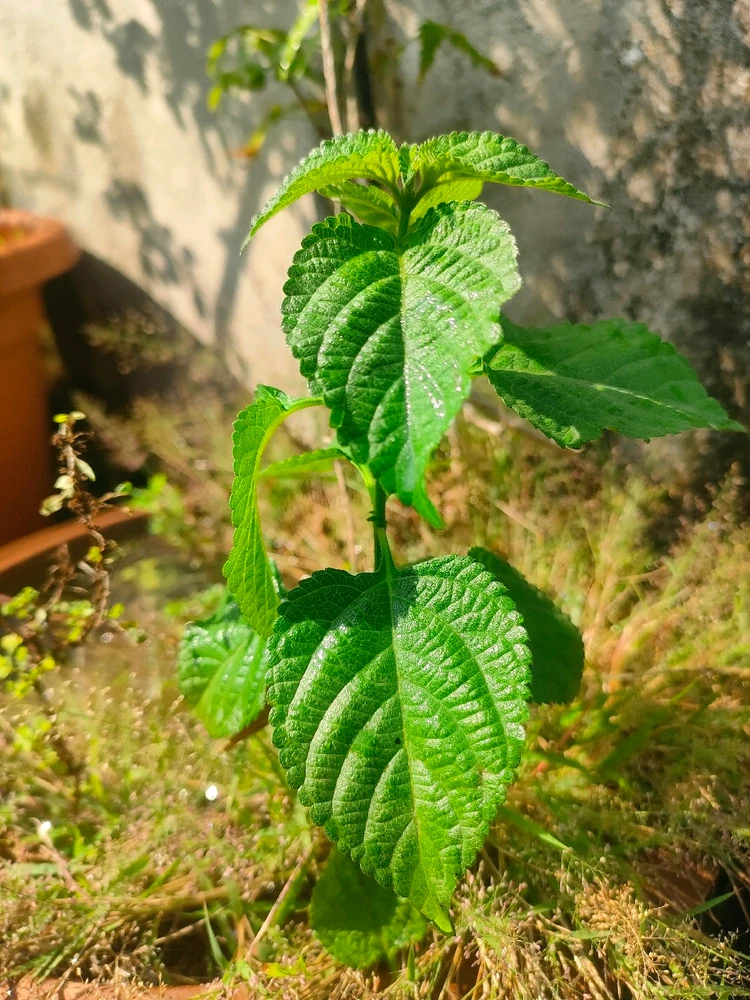 Image uploaded by Krishna