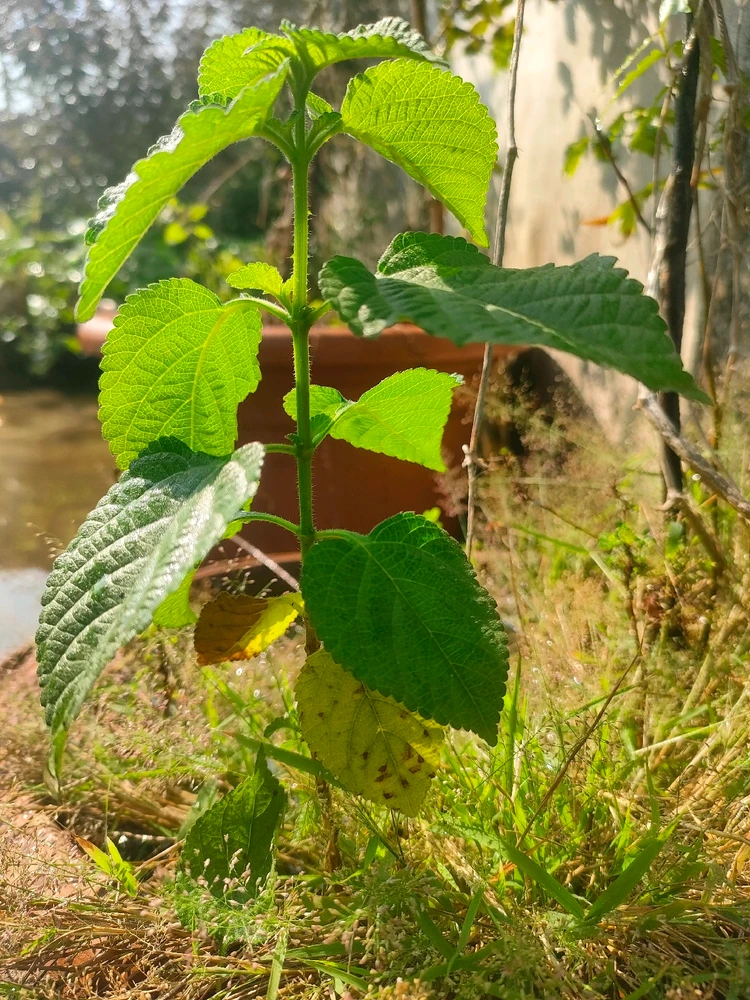 Image uploaded by Krishna