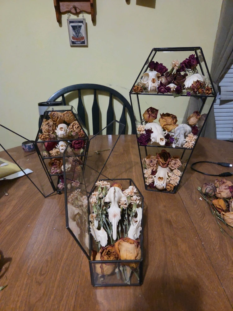 Osteodermy glass coffin