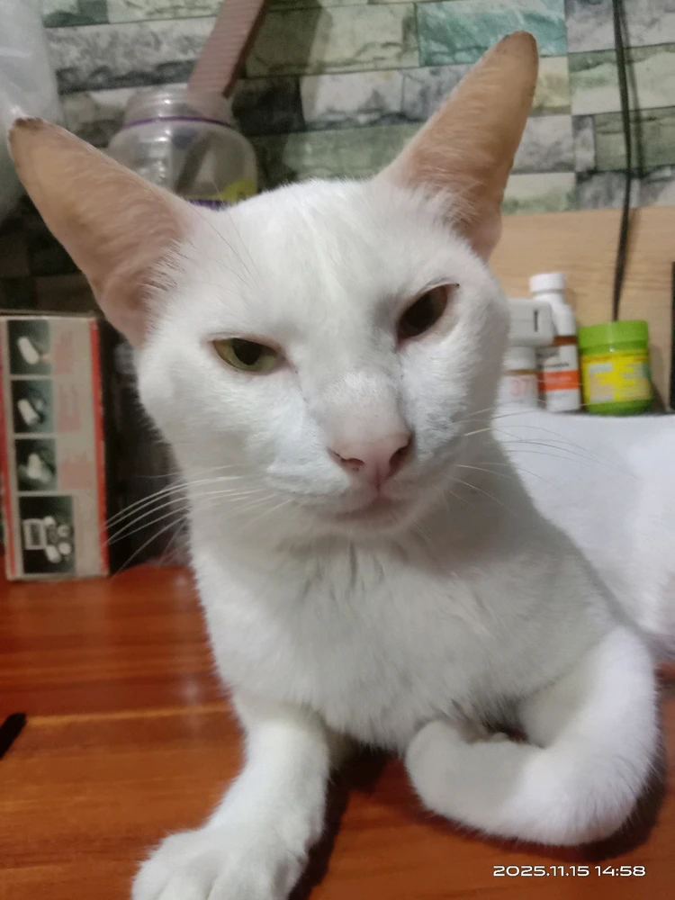 Sleepy "Tisoy" π½π»πΊ