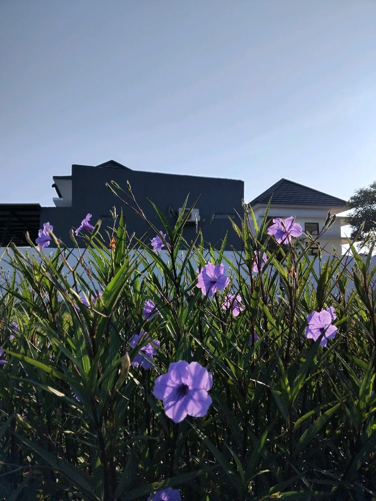 Image uploaded by Decy