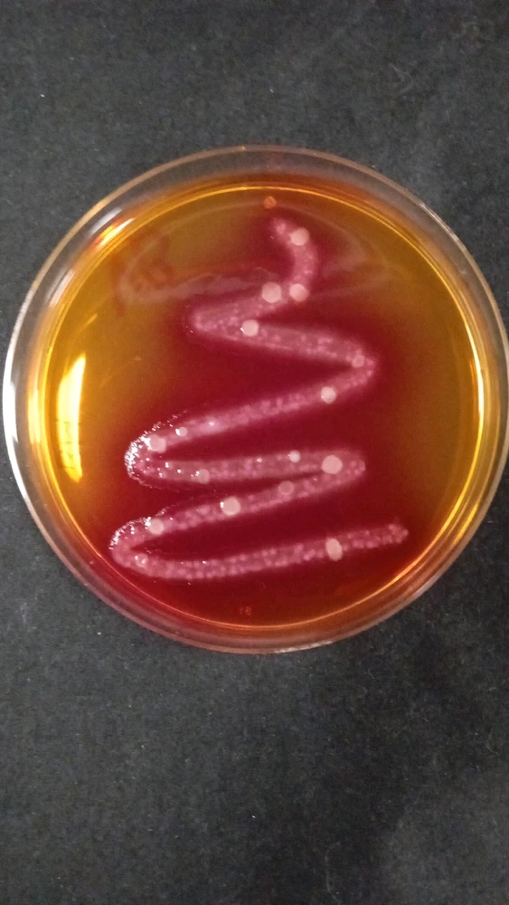 GIF uploaded by Echiniscus