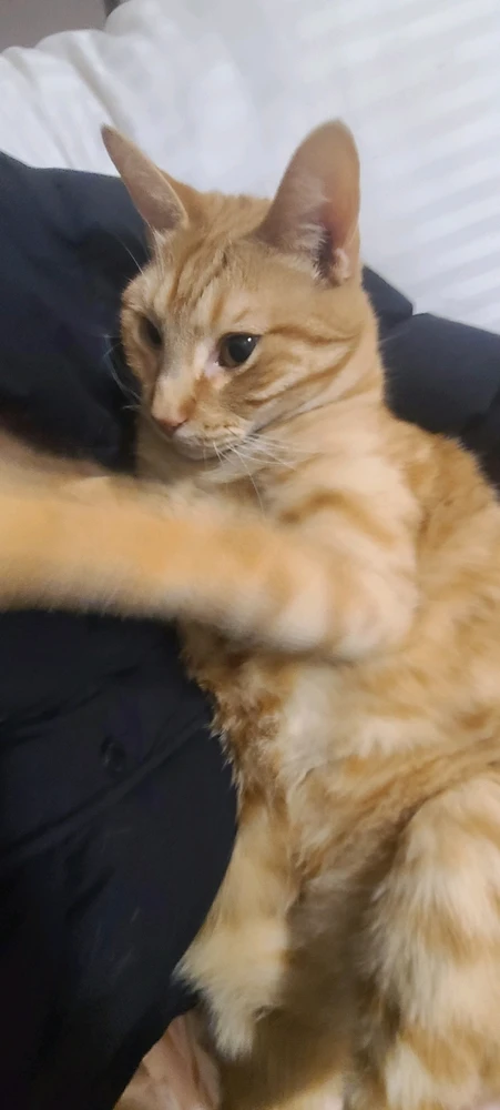 I'm back with more cat tax