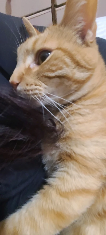 I'm back with more cat tax