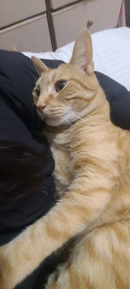 I'm back with more cat tax