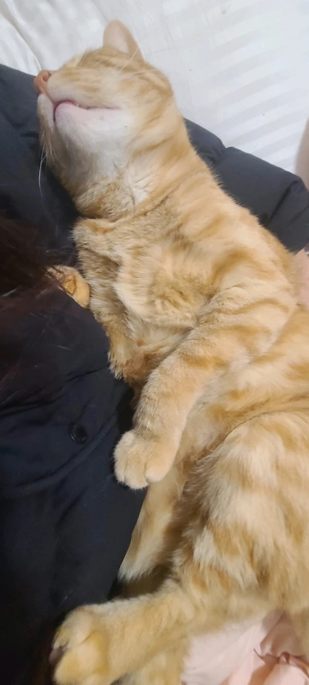 I'm back with more cat tax