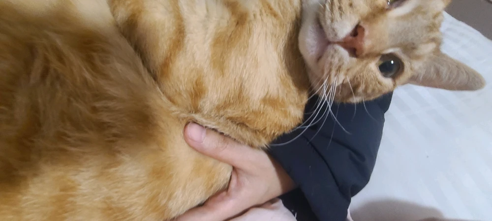 I'm back with more cat tax