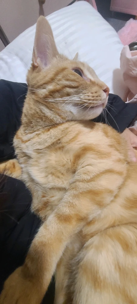 I'm back with more cat tax