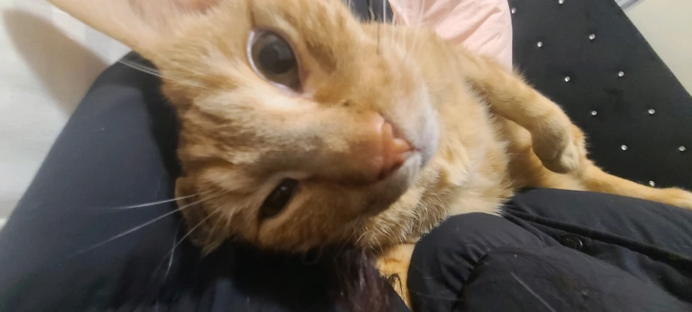 I'm back with more cat tax