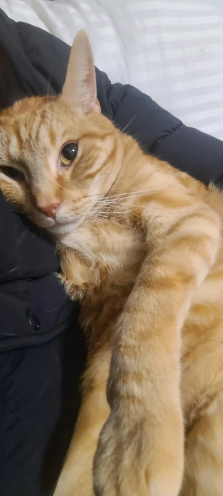 I'm back with more cat tax