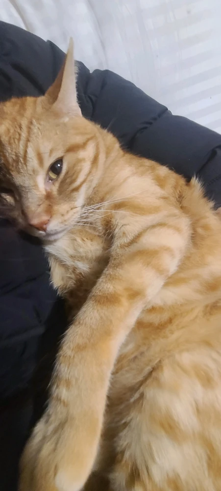 I'm back with more cat tax