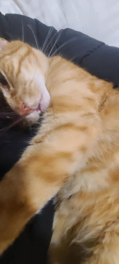 I'm back with more cat tax