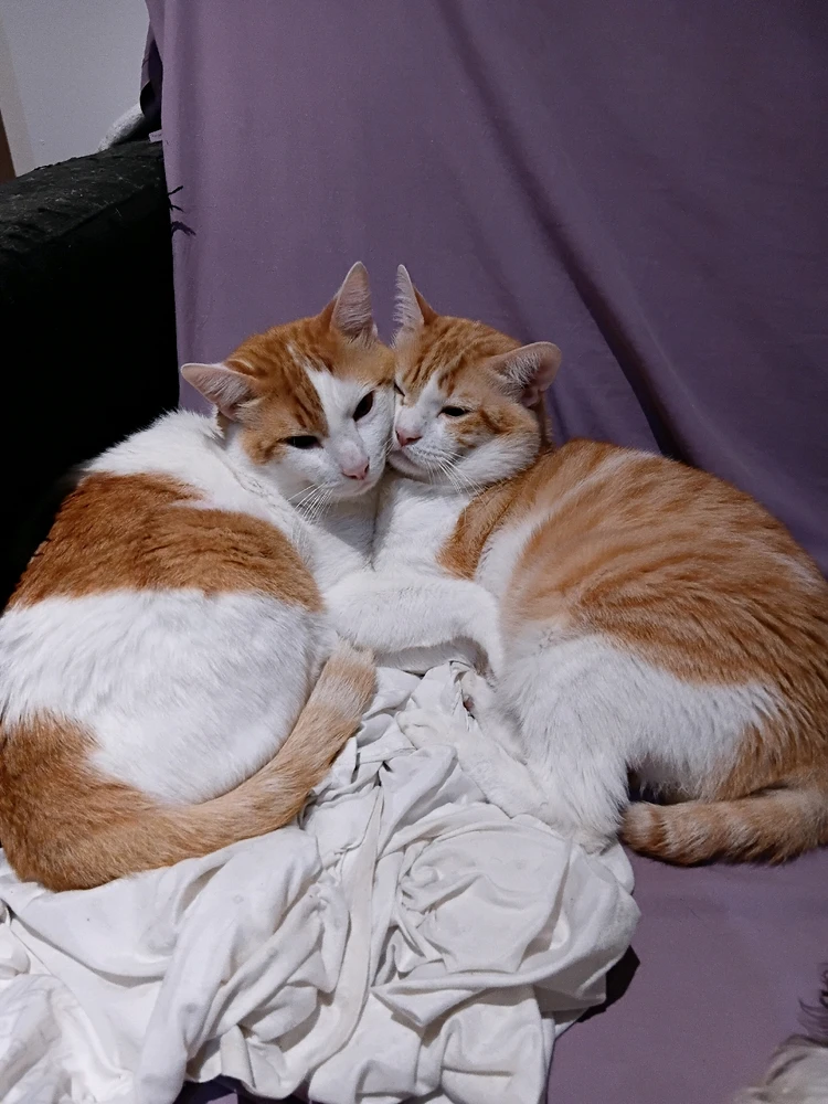 GIF subido por Josué