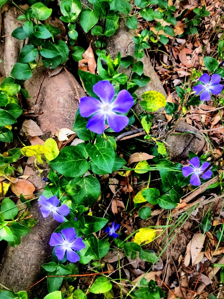 Imagen subida por Fernando