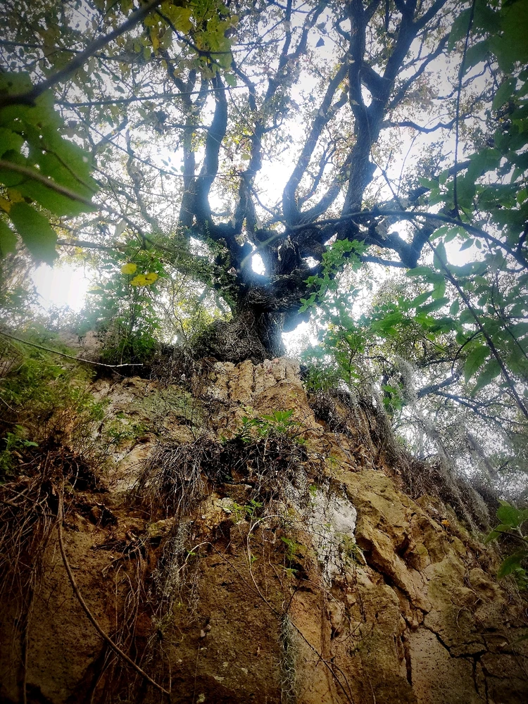 Imagen subida por Fernando