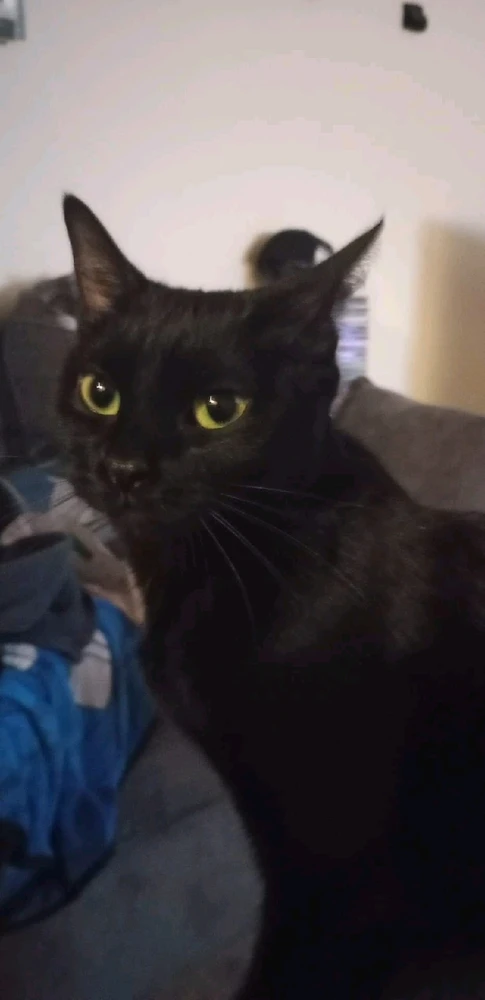 GIF diunggah dening Timothy Hess