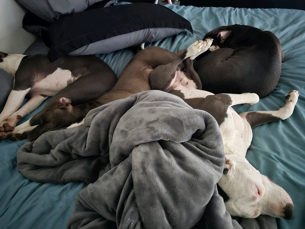 Pittie Cuddles