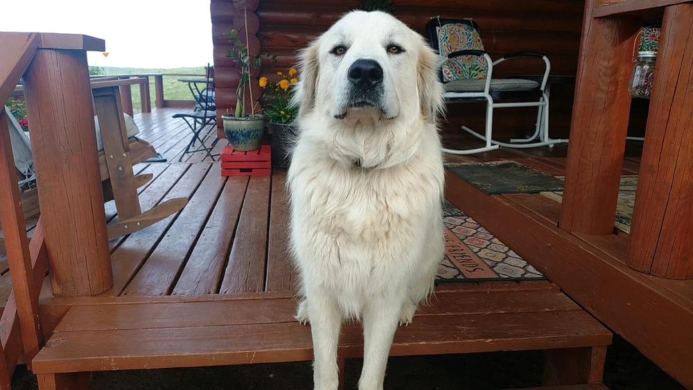 Stand at attention, soldier!