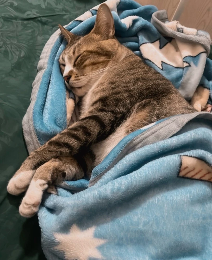 GIF uploaded by Siren