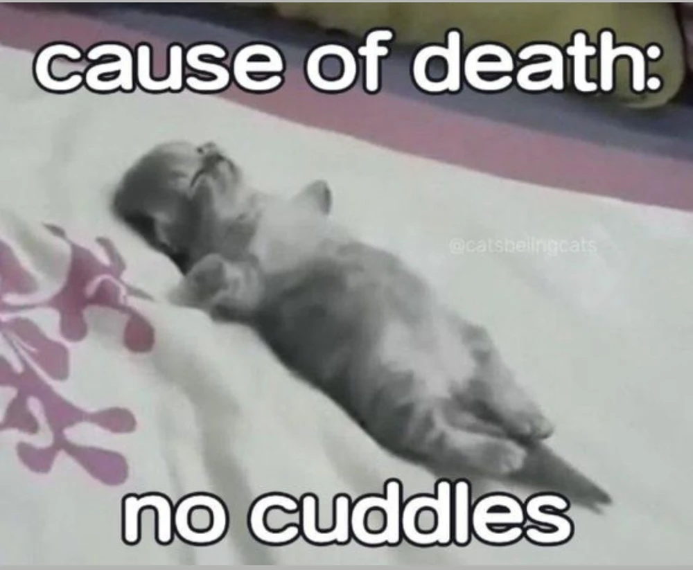 Wish I had a fur baby to keep with me on rainy days.