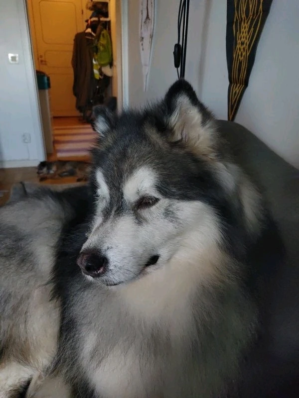 Bild uppladdad av Fredrik