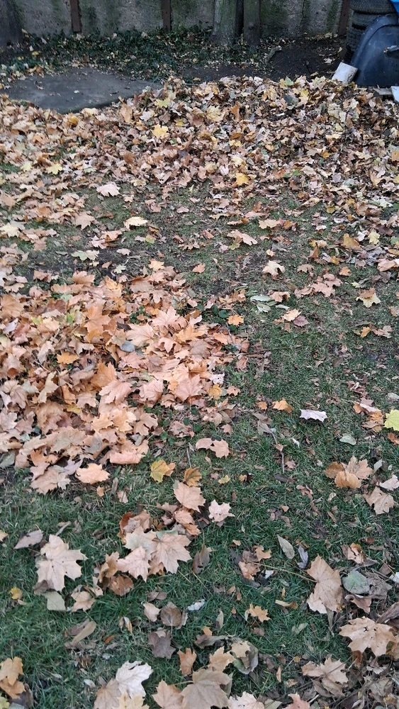 Image uploaded by Link