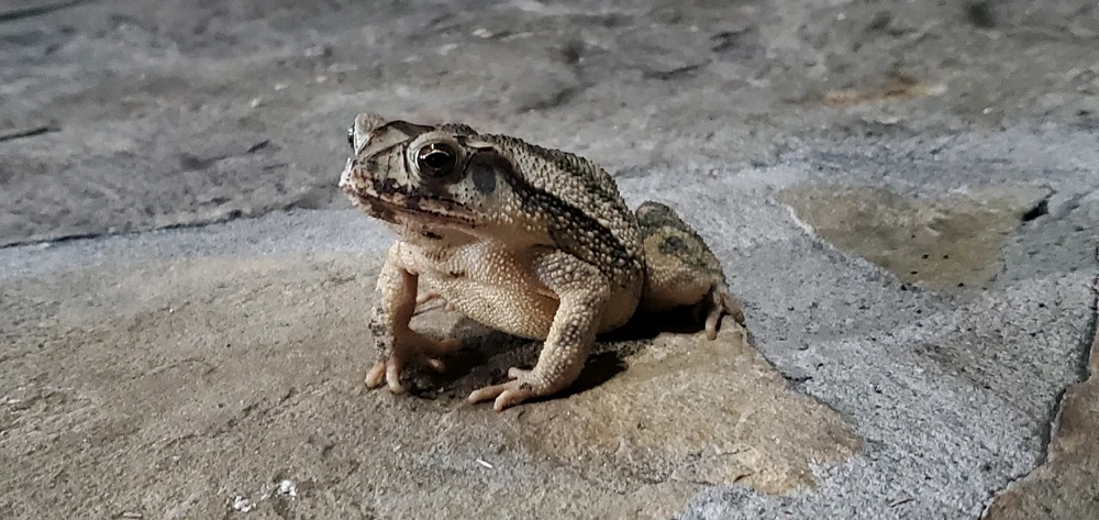 Image uploaded by Conlan