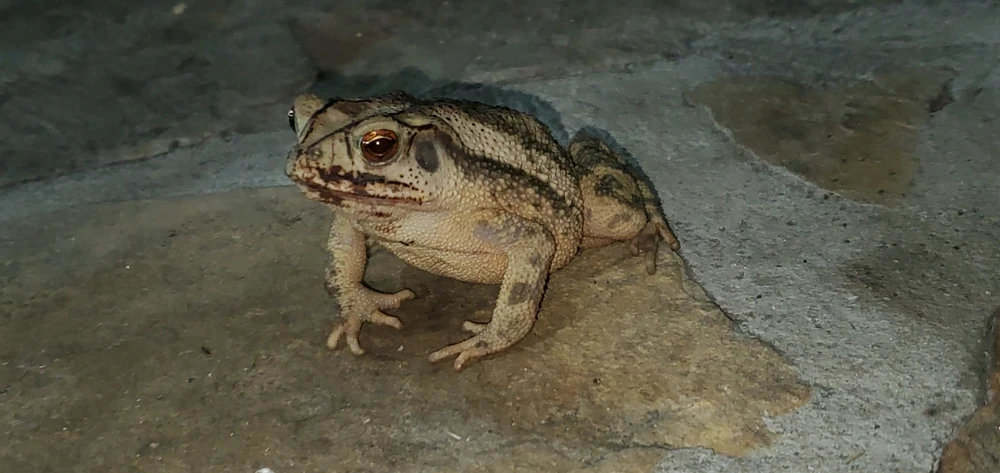 Image uploaded by Conlan