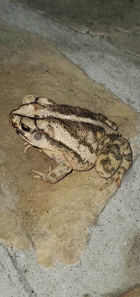 Image uploaded by Conlan