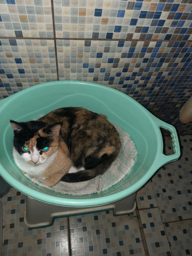 Imagine încărcată de Toma Leonard-Gabriel