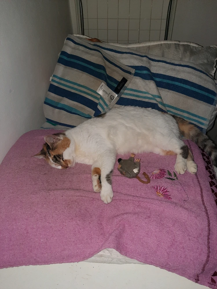 Imagine încărcată de Toma Leonard-Gabriel