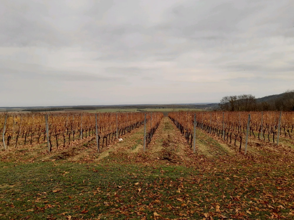 Karola által feltöltött kép