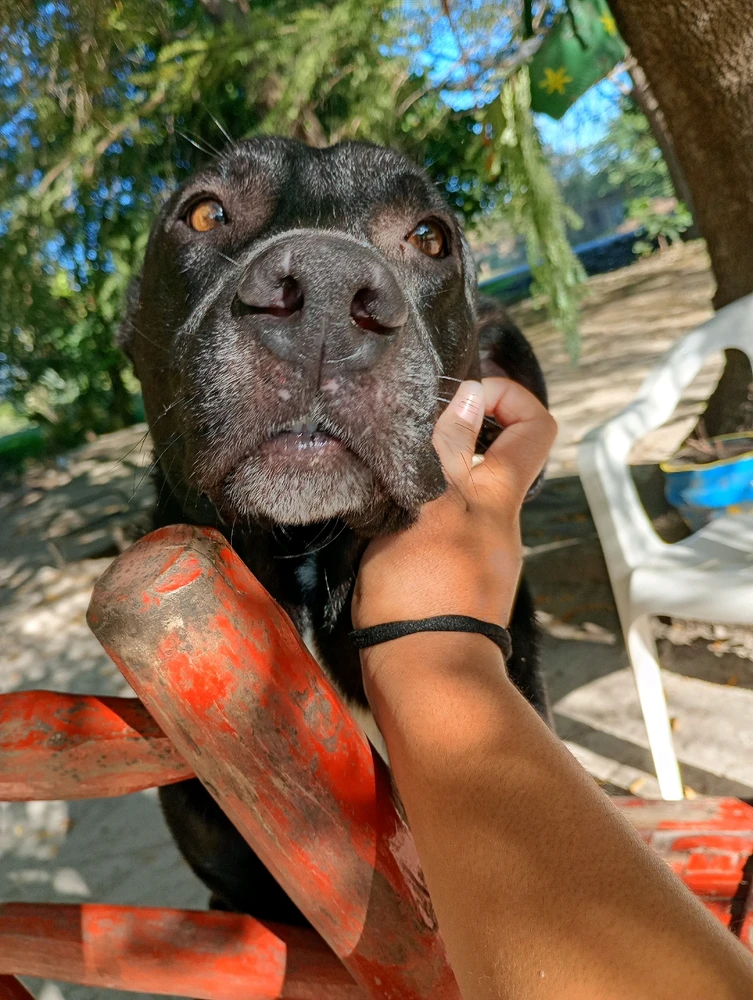 El más fiel y no por ser perro