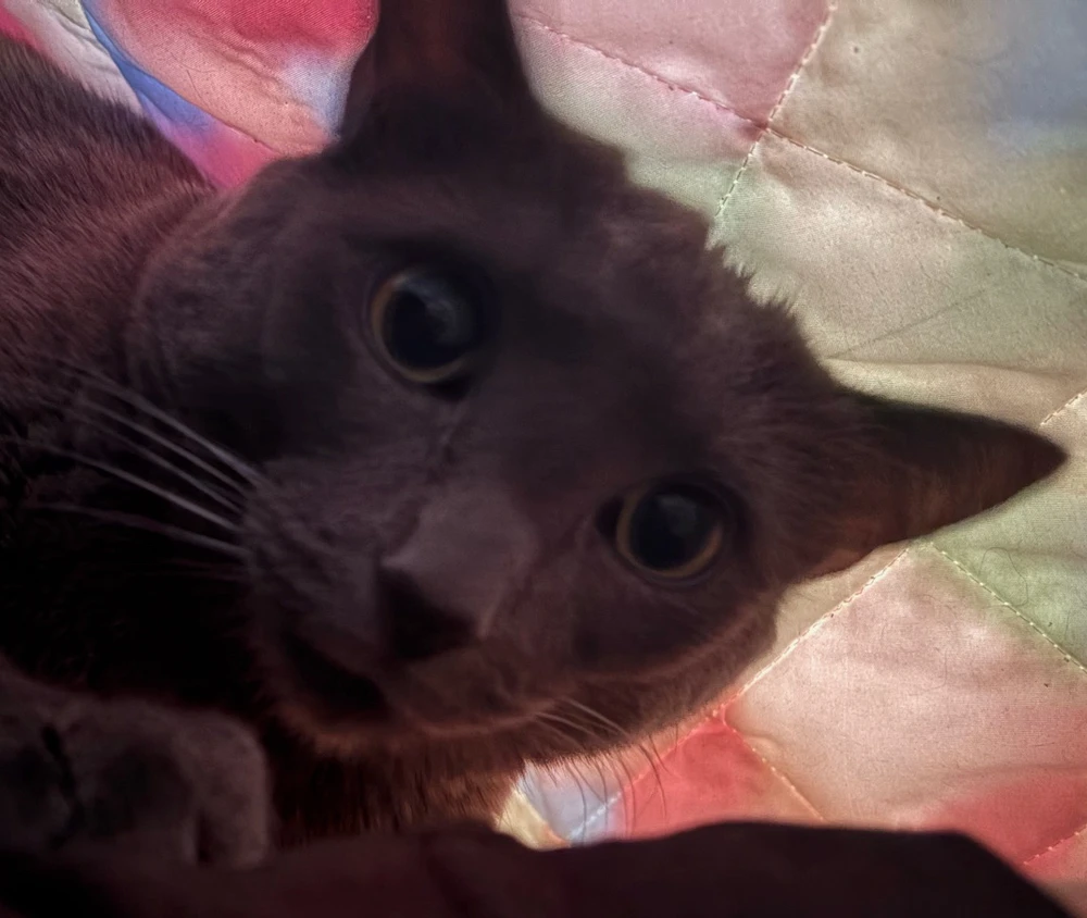 Image uploaded by Cody Cullison