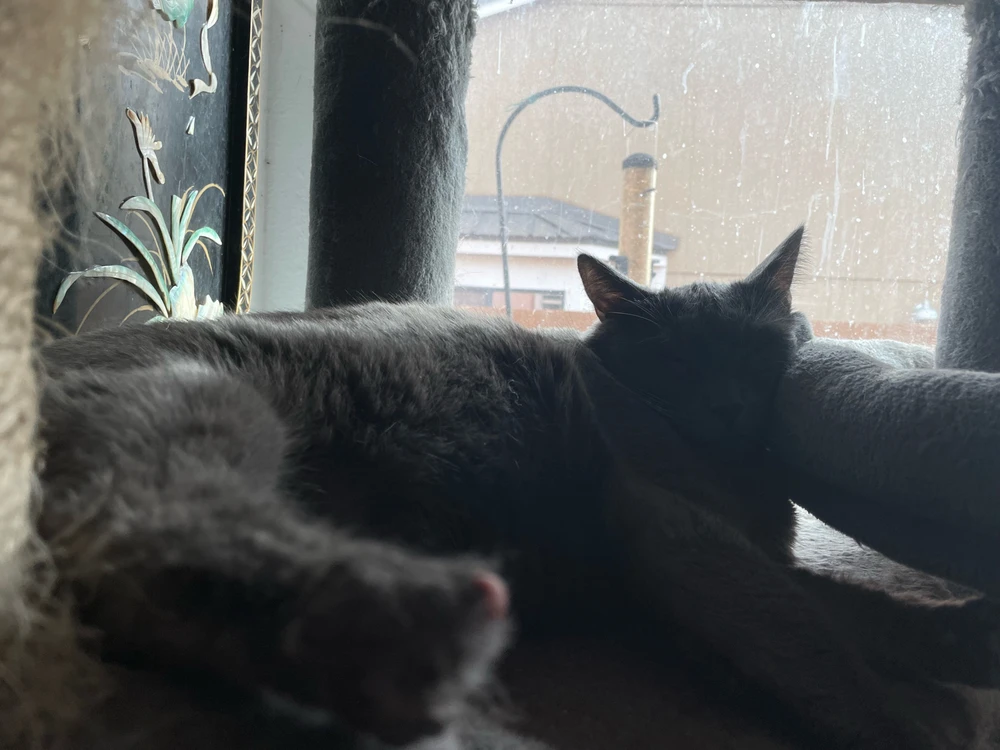 Image uploaded by Cody Cullison