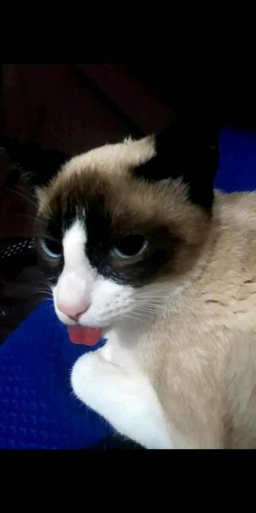 GIF enviado por bella