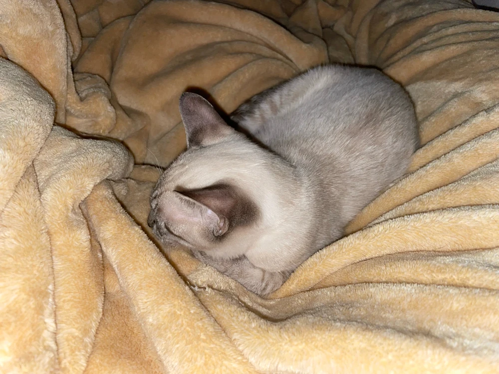 Dani gがアップロードしたGIF