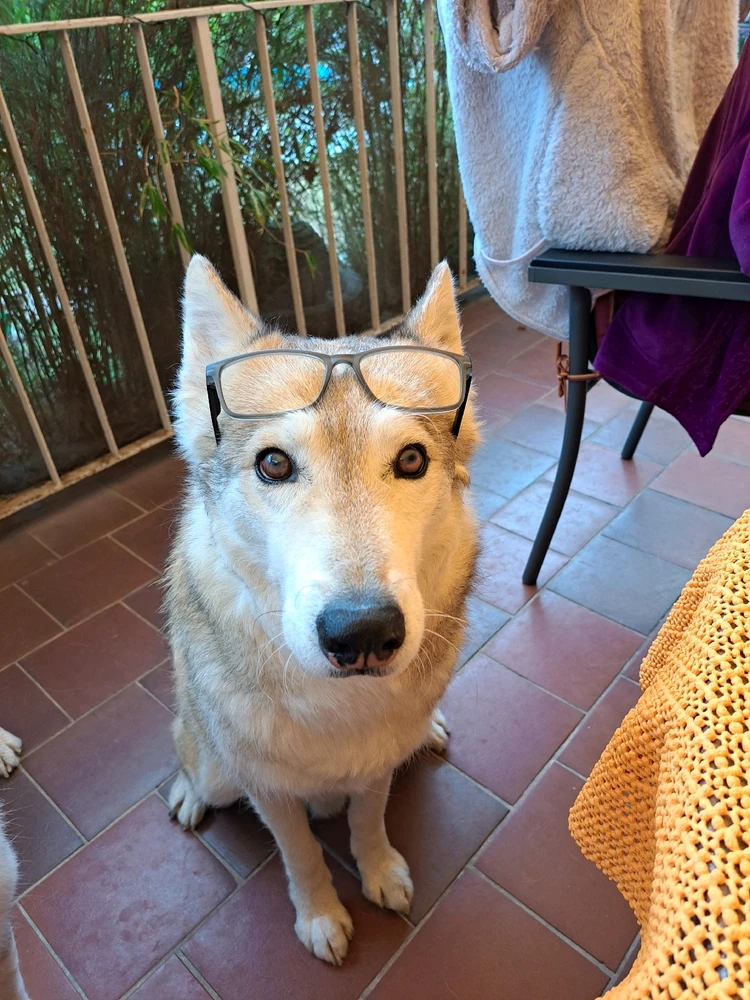 GIF hochgeladen von Tom