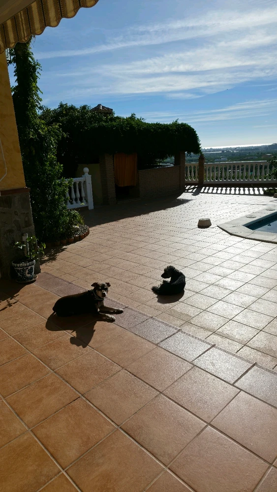 Dia de perros en Salobreña