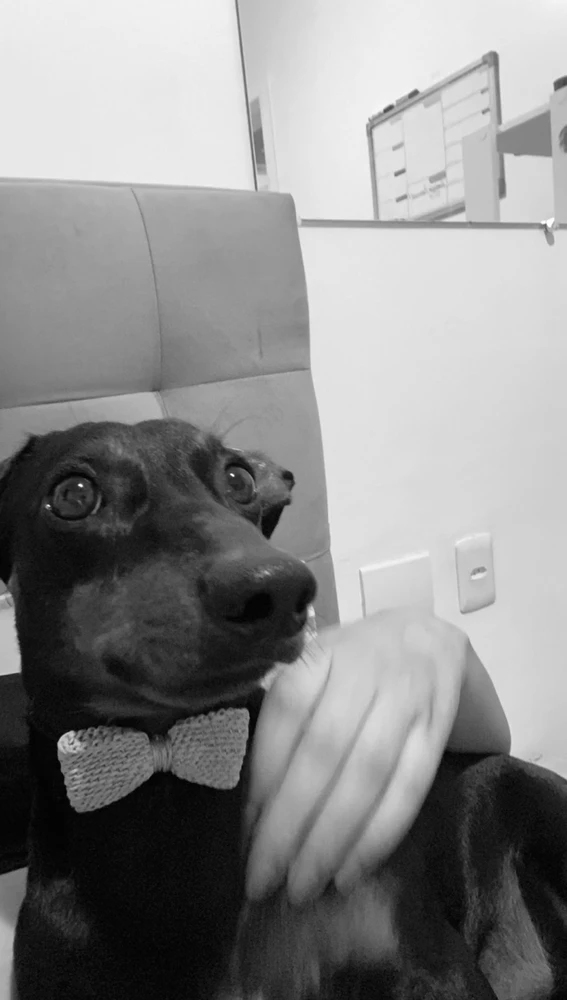 Meu hot dog preferido 🐾