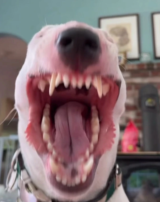 Elden Ring Shenanigans