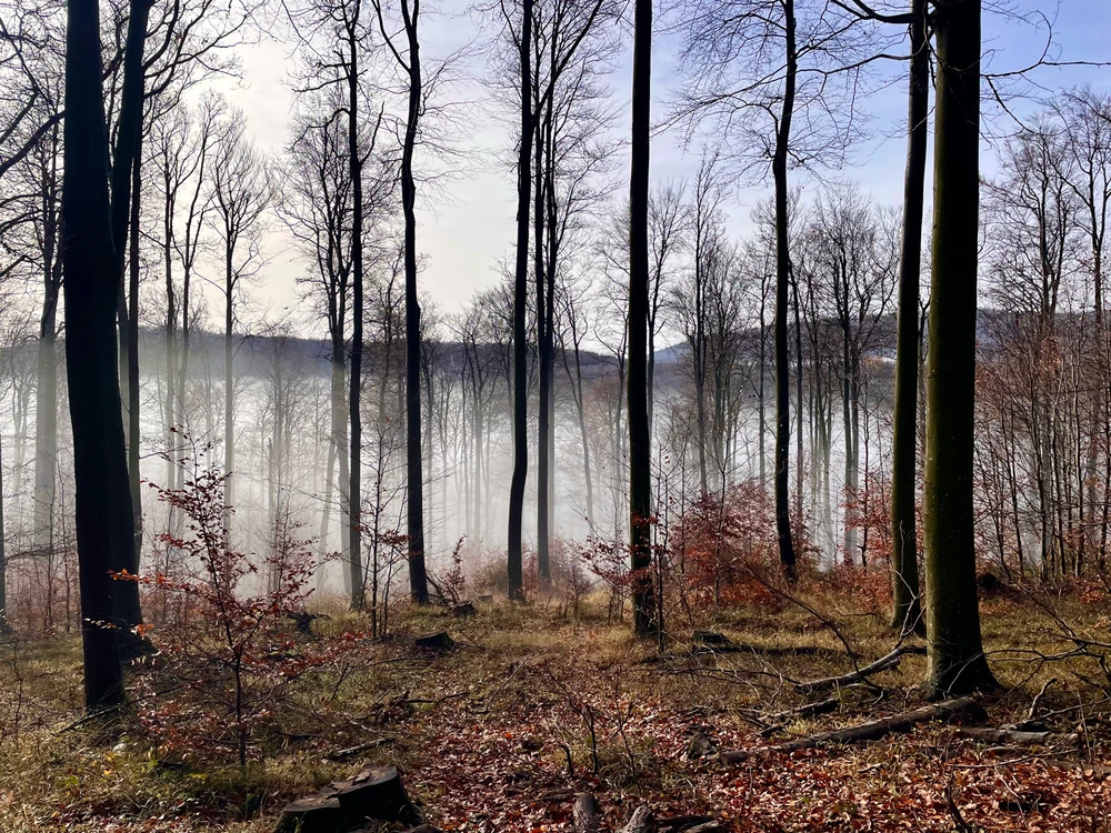 Tamás által feltöltött kép