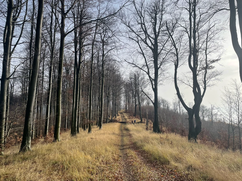 Tamás által feltöltött kép