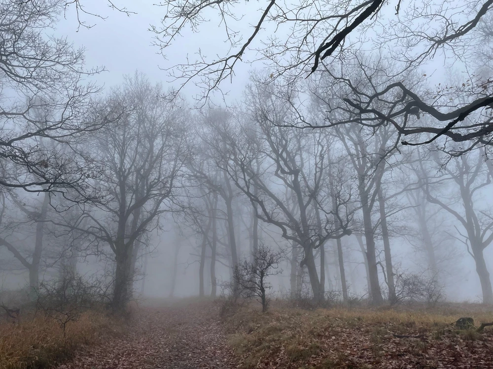 Tamás által feltöltött kép