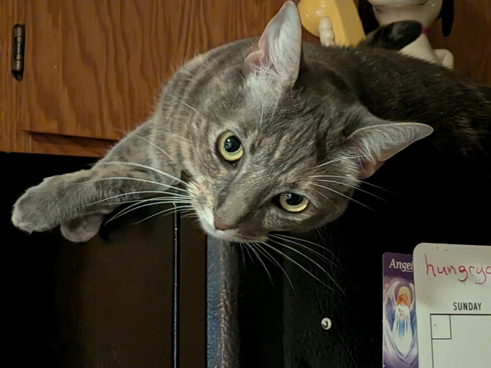 Image uploaded by Lancey Pants